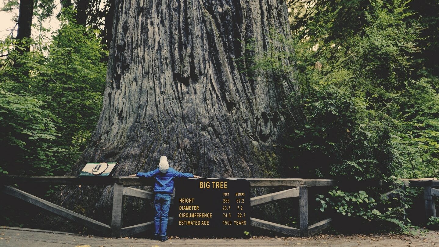 gran árbol